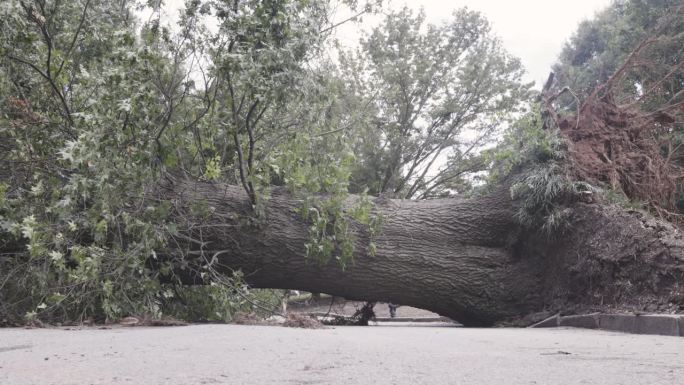 暴风雨过后，一棵被连根拔起的大树横亘在公园的小路上