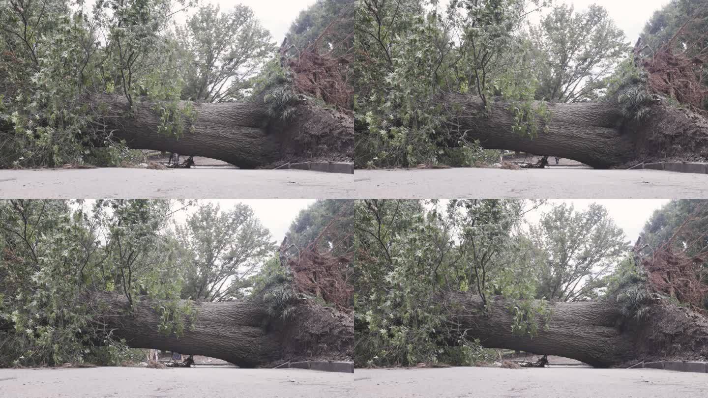 暴风雨过后，一棵被连根拔起的大树横亘在公园的小路上