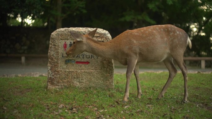 一只小鹿在指向公共厕所的指示牌旁边的草地上吃草