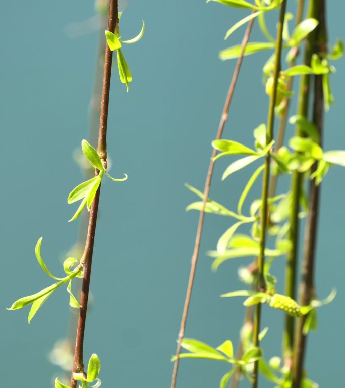 4k春天春风吹动柳条嫩芽飘拂