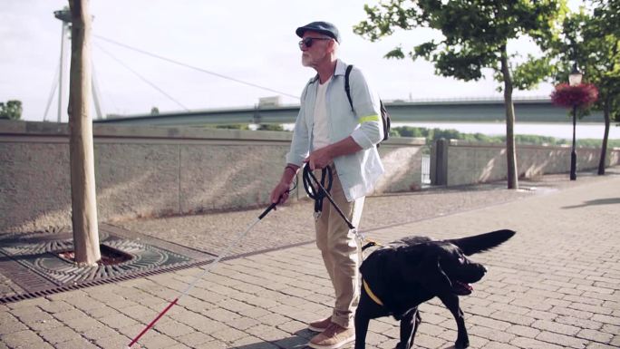 一位老年盲人带着导盲犬在城市户外散步。缓慢的运动。