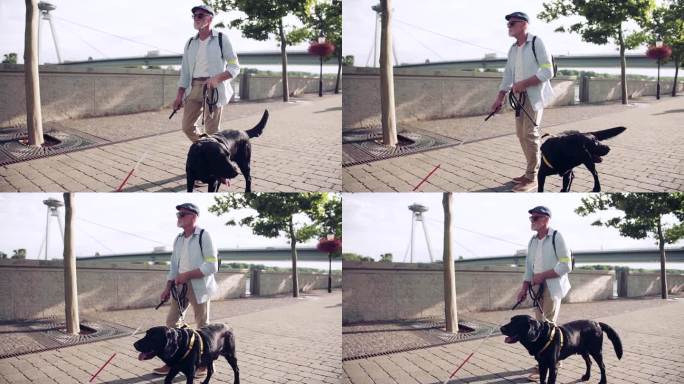 一位老年盲人带着导盲犬在城市户外散步。缓慢的运动。