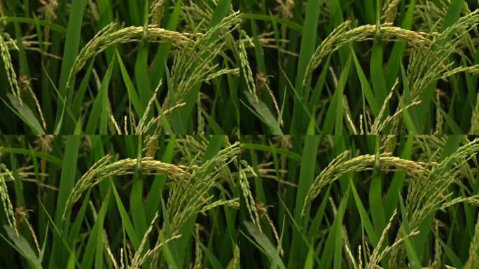绿色的稻田，稻秆随风摇曳。印度