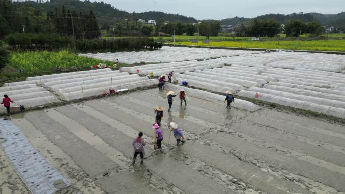 春耕播种  农民劳作背影