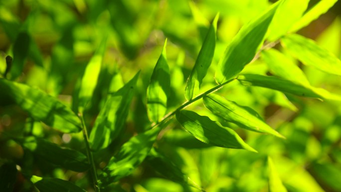 阳光照进湖水边的竹林，光芒发射在竹叶上