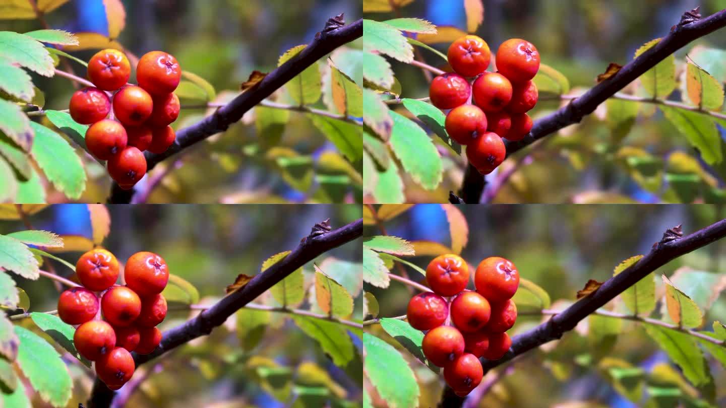 特写镜头。树枝上一串成熟的黄粉红色的紫红色果实。山灰之果