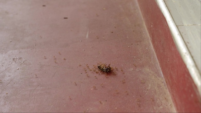 蚂蚁大军在地板上运输死蟑螂，团队合作，自然害虫控制。高效的蚁群清理垃圾，居家生存策略。蟑螂杀虫剂在肮