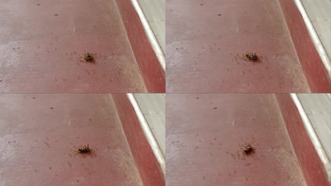 蚂蚁大军在地板上运输死蟑螂，团队合作，自然害虫控制。高效的蚁群清理垃圾，居家生存策略。蟑螂杀虫剂在肮