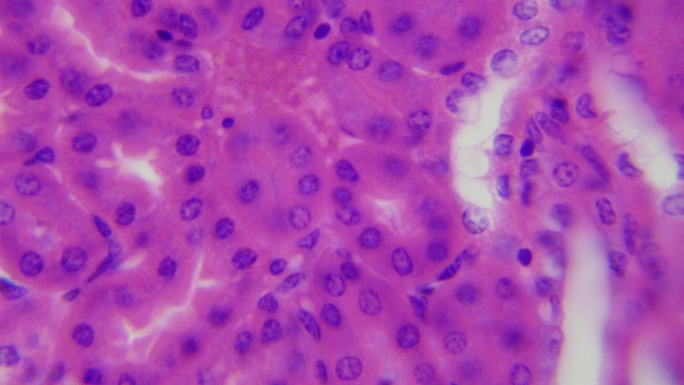 显微下生命肾的医学研究。放大1000倍。组织学和细胞学诊断。血液净化，调节体内化学平衡