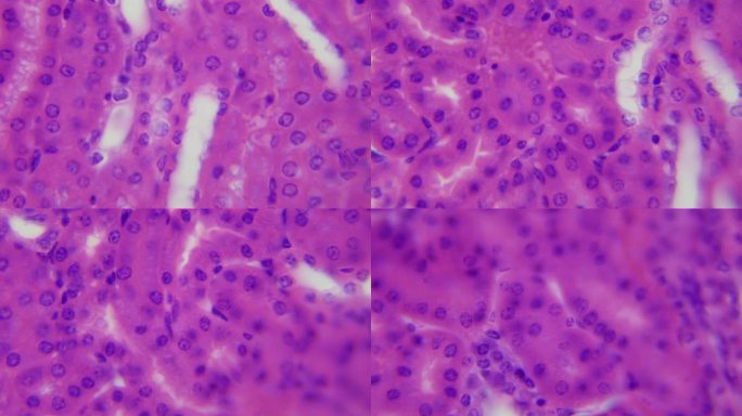 显微下生命肾的医学研究。放大1000倍。组织学和细胞学诊断。血液净化，调节体内化学平衡
