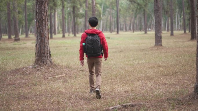 男徒步旅行者在松树林中跋涉