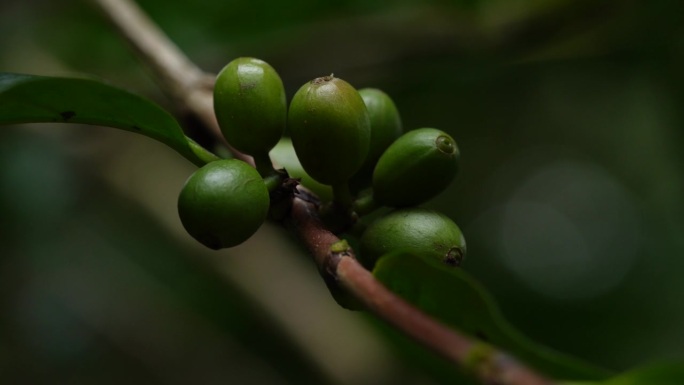 超近距离观察生长中的绿咖啡豆