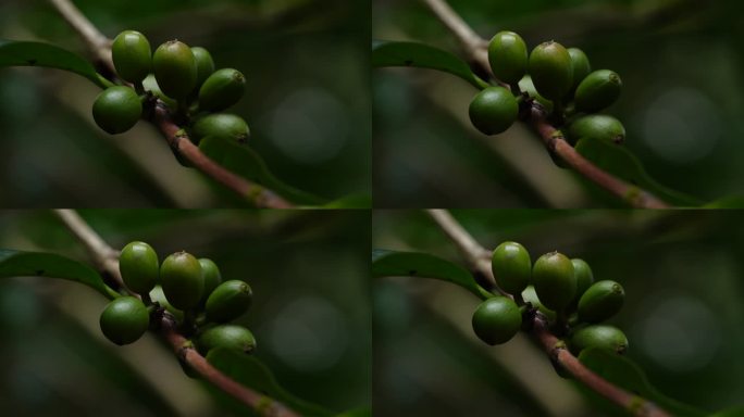 超近距离观察生长中的绿咖啡豆
