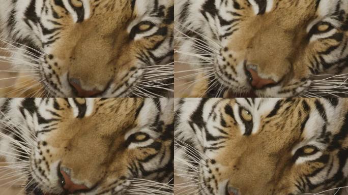 老虎咀嚼食物的特写镜头