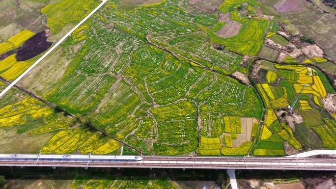 高铁驶过初春盛开的油菜花田野