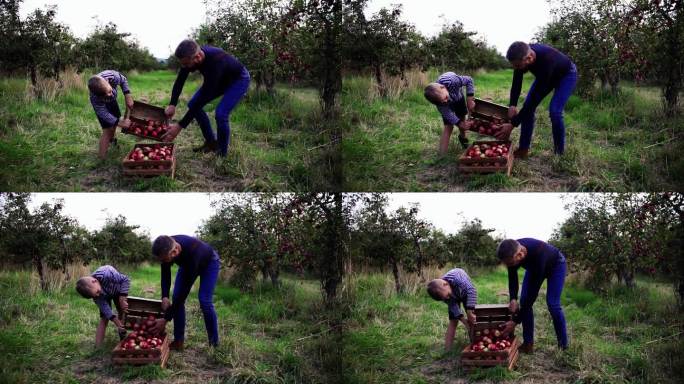 秋天，小男孩和父亲在果园里摘苹果。