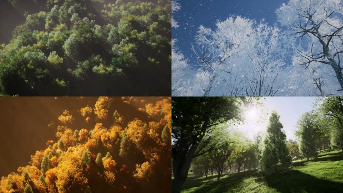 树木生长季节变化组合镜头