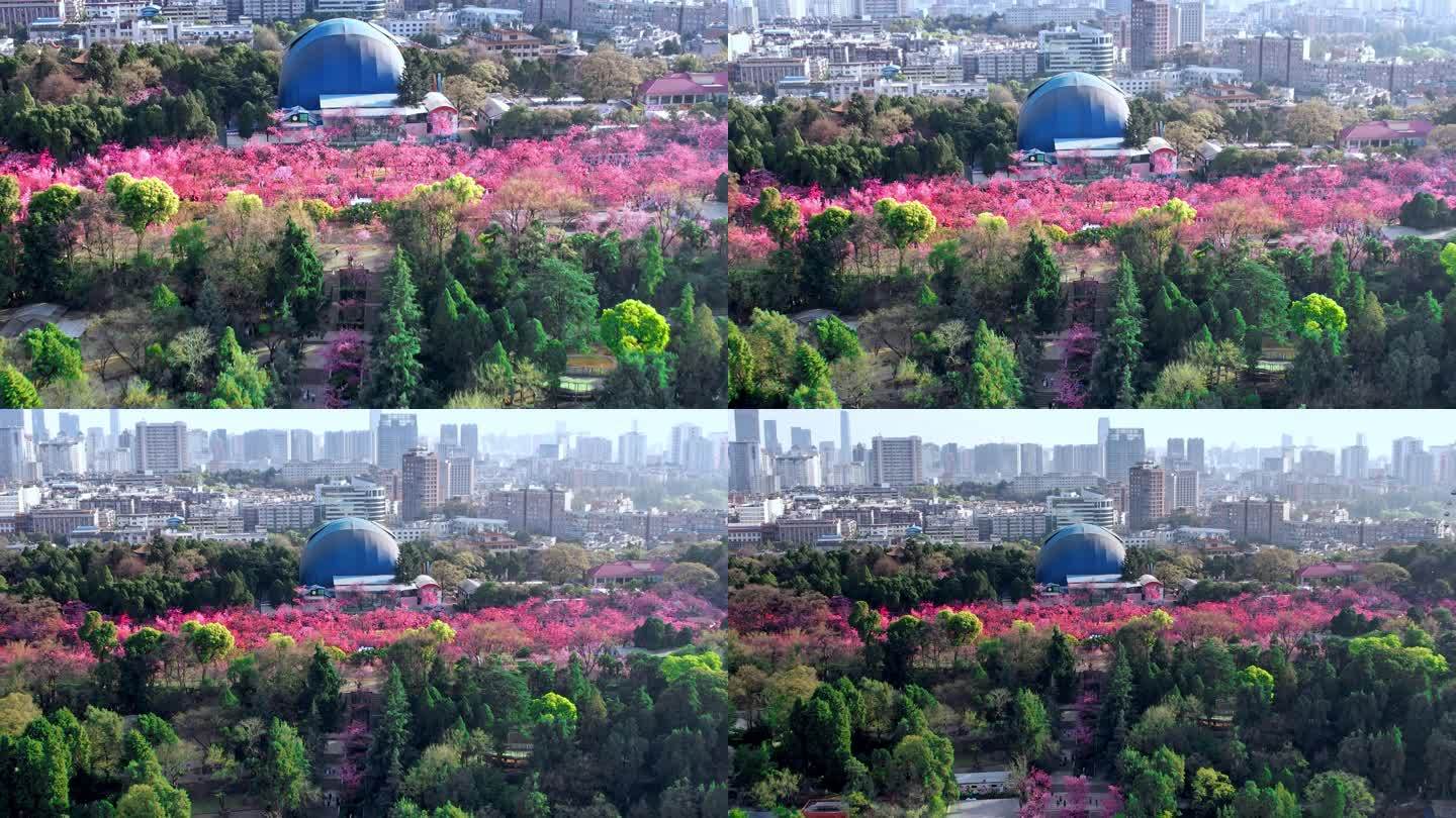 航拍-圆通山樱花