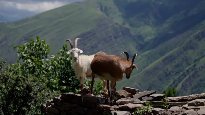 两只山羊站在山地石墙上，一只直视镜头