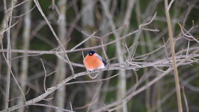 一只红腹灰雀栖息在冬季森林的树枝上