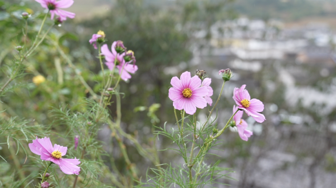 花朵空镜素材：在风中摇摆的格桑花特写