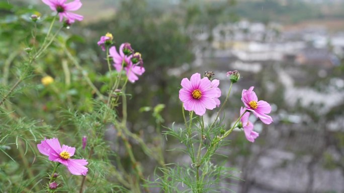 花朵空镜素材：在风中摇摆的格桑花特写