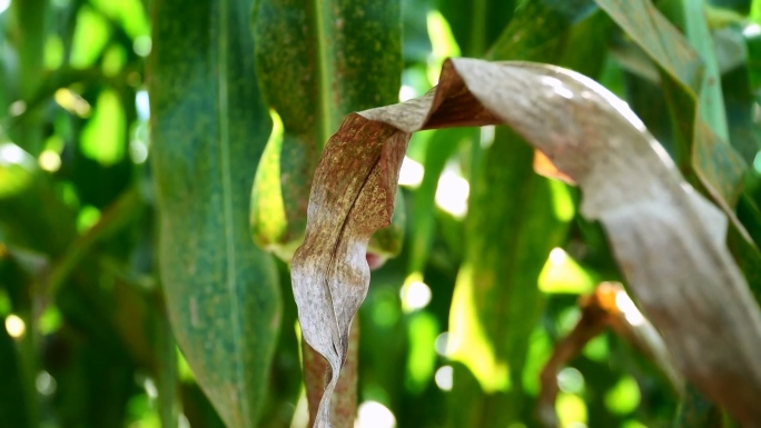 玉米病虫害 斑病 玉米螟 锈病 植保