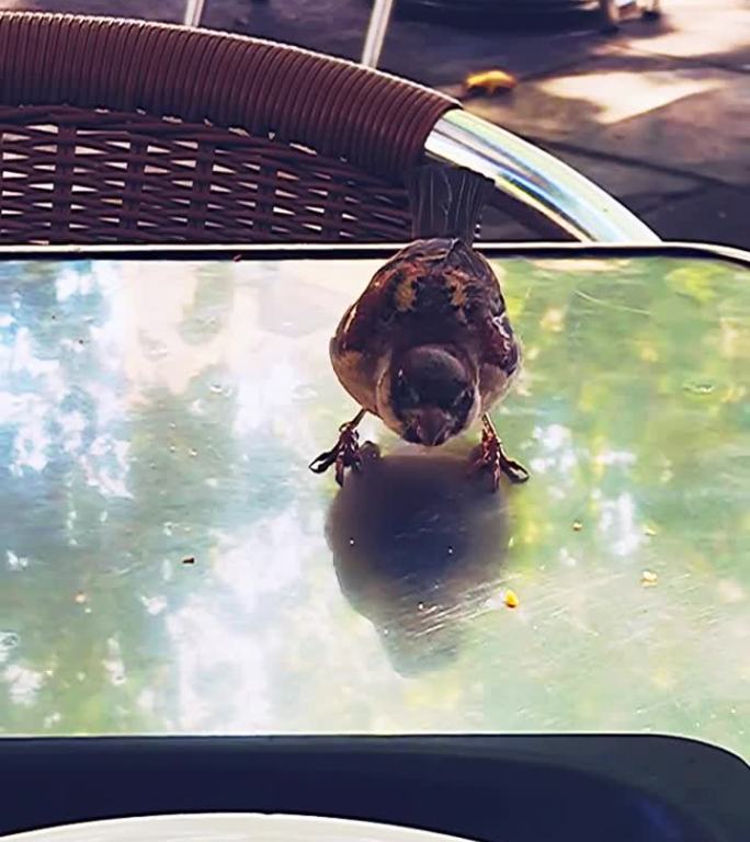 一只小麻雀在餐馆的露台上吃着空盘子里的面包屑，然后飞走了。垂直的画面。