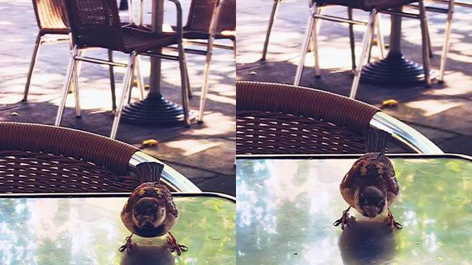 一只小麻雀在餐馆的露台上吃着空盘子里的面包屑，然后飞走了。垂直的画面。