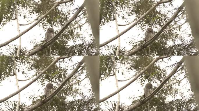 在树枝上寻找猎物的猫头鹰