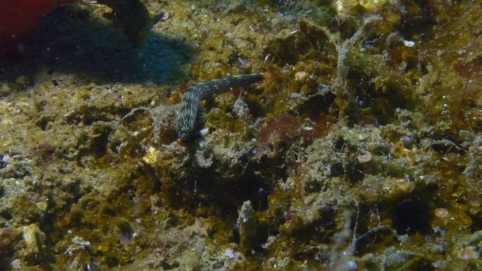 令人难以置信的可爱的裸鳃沙鼠在海底疯狂地爬行。