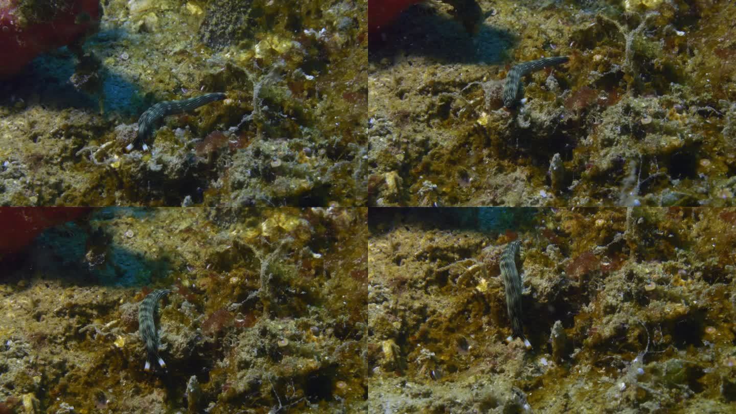 令人难以置信的可爱的裸鳃沙鼠在海底疯狂地爬行。