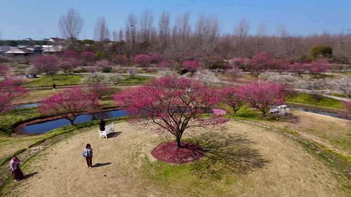 航拍上海金山花开海上梅花花开海上生态湿地