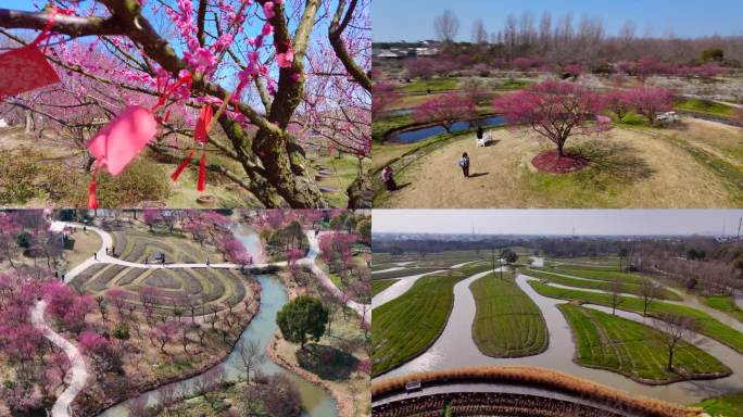 航拍上海金山花开海上梅花花开海上生态湿地