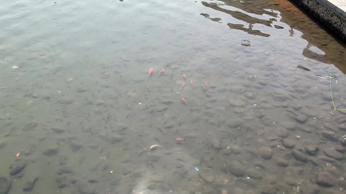 水里鱼群 红金鱼  鱼群打闹 鱼群觅食