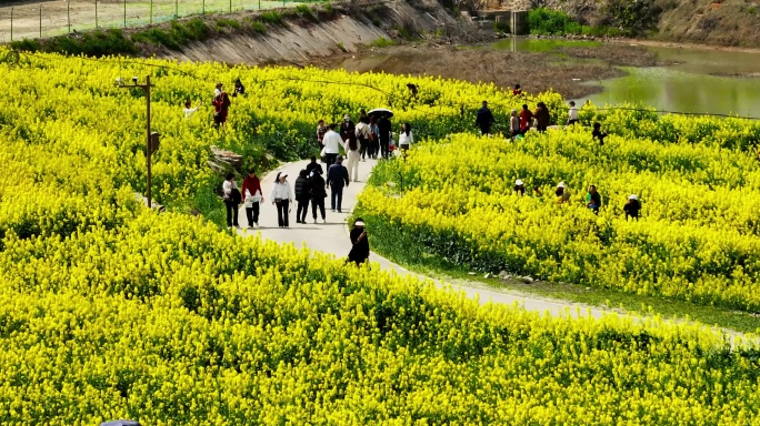 5k成都绕城绿道油菜花航拍