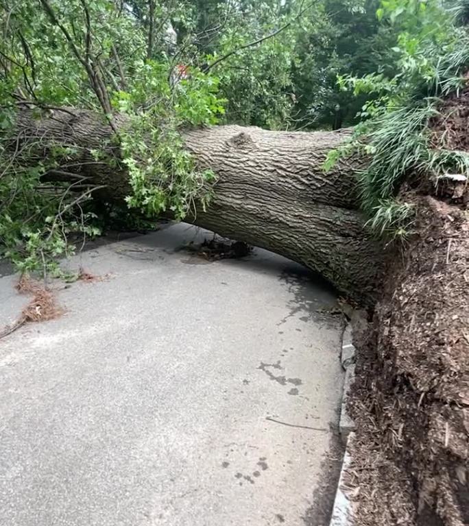 慢镜头显示暴风雨后巨大的连根拔起的树挡住了人行道