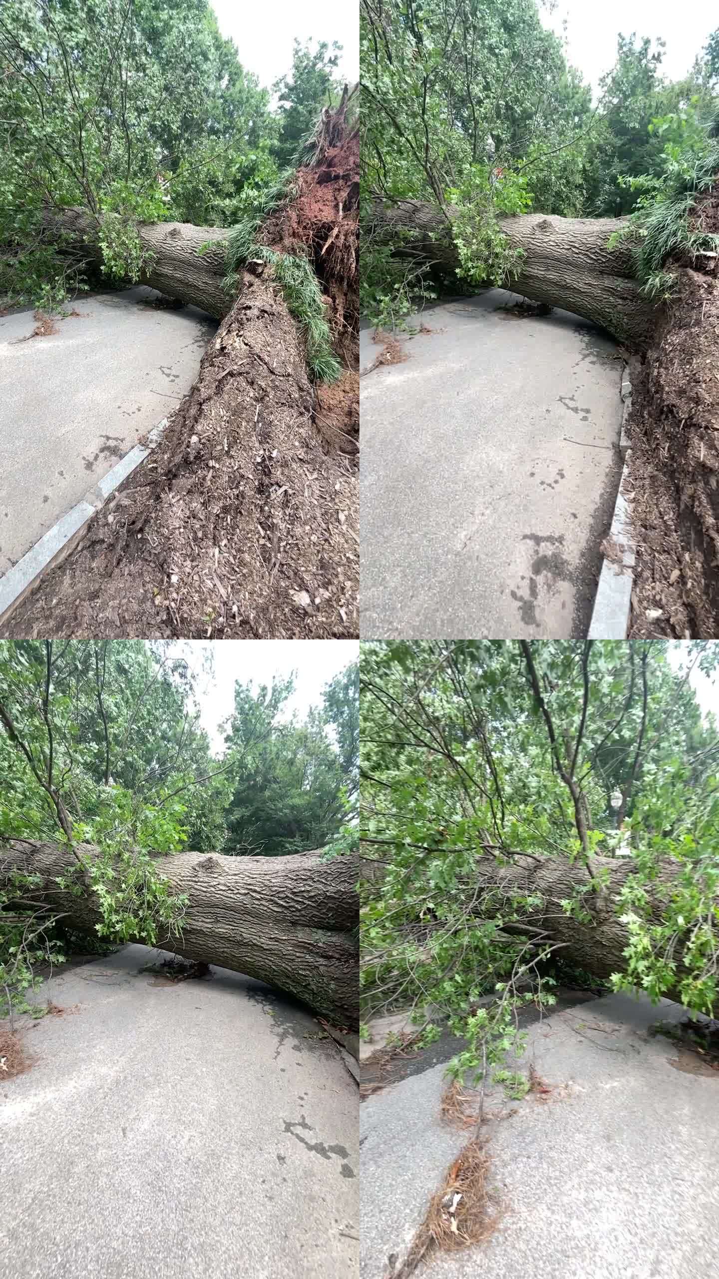 慢镜头显示暴风雨后巨大的连根拔起的树挡住了人行道
