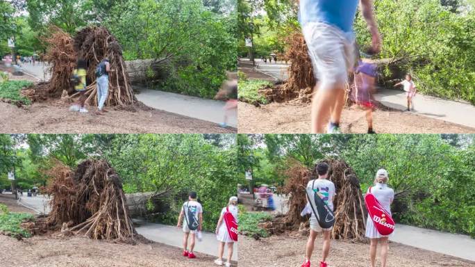 在亚特兰大皮埃蒙特公园，一棵被连根拔起的大树横躺在人行道上，经过一场猛烈的暴风雨袭击，人们在这棵大树
