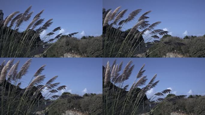 微风吹拂的高地:潘帕斯草原对着天空