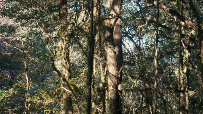 森林树木植被