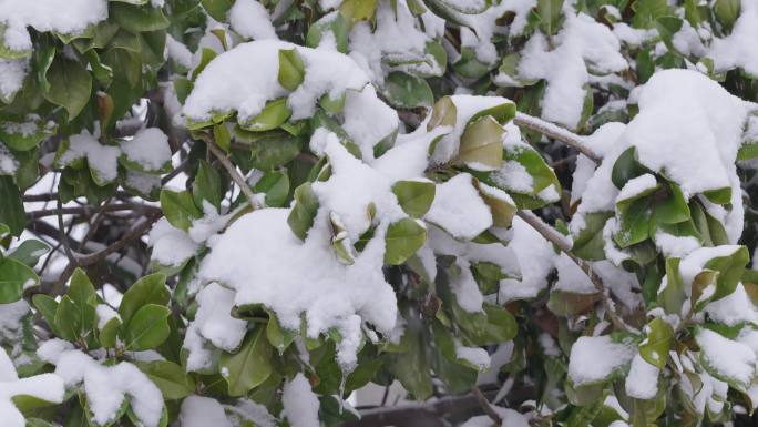 冬季下雪天树枝上的白雪