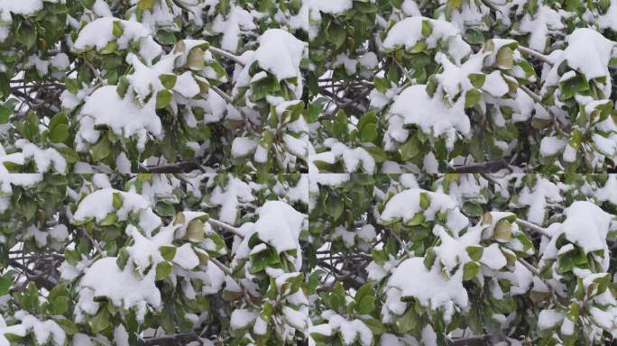 冬季下雪天树枝上的白雪