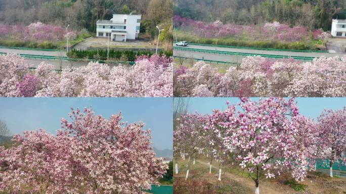 湖北宜昌西陵峡畔玉兰花开