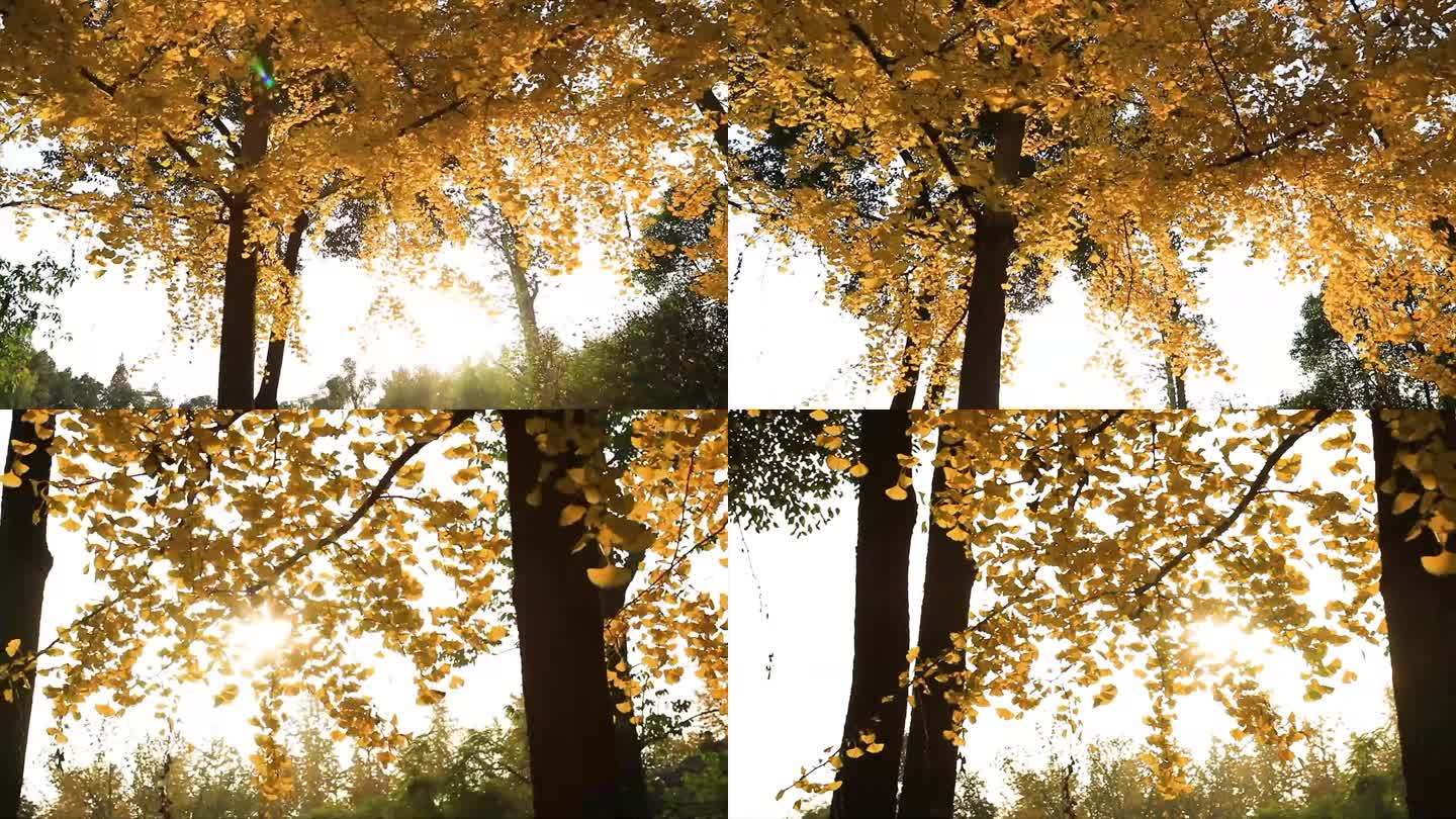 公园内的银杏树林