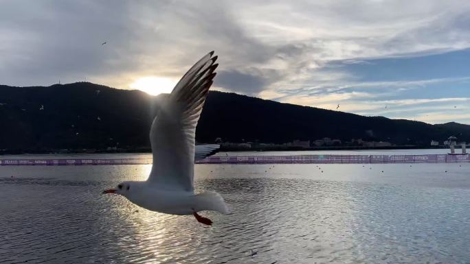 夕阳下海边飞翔的海鸥