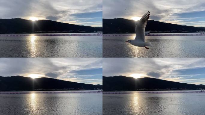 夕阳下海边飞翔的海鸥