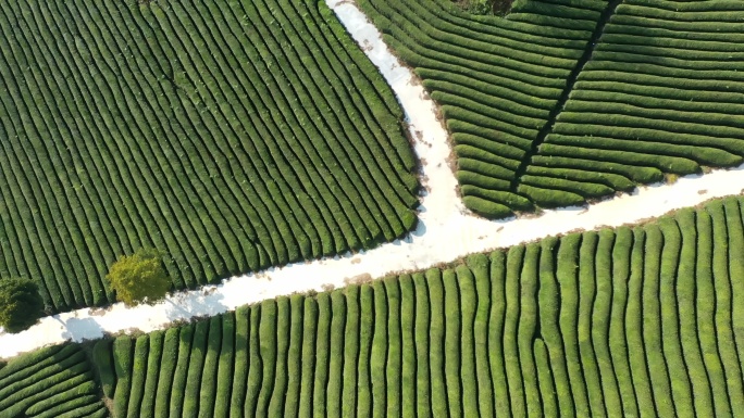 贵州春天茶山 茶场 茶园航拍风光