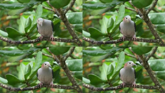 野生绿色帝王鸽，栖息在树枝上，栖息在树冠下，好奇地环顾周围的环境，特写镜头。
