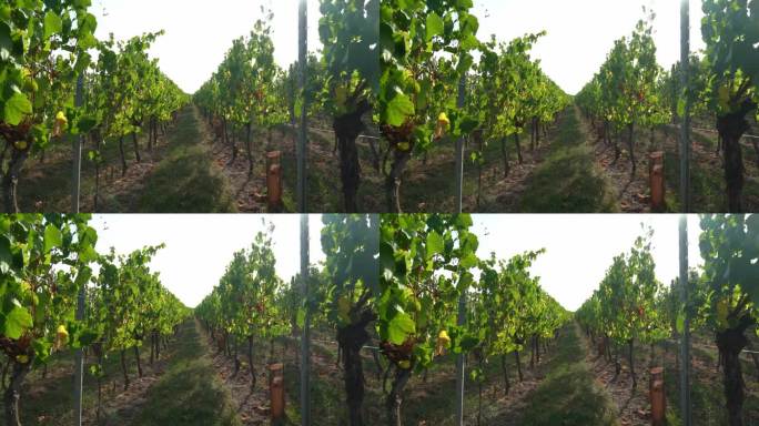 在法国东部的Hunawihr郊区有葡萄的藤蔓